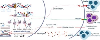 Predictive and Prognostic Value of DNA Damage Response Associated Kinases in Solid Tumors